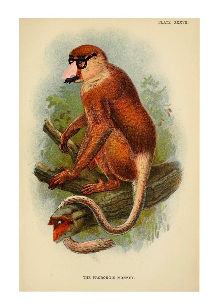 A 19th century illustration of a probiscis monkey perched on a branch. I added a fake nose/mustache/glasses disguise  to its face.