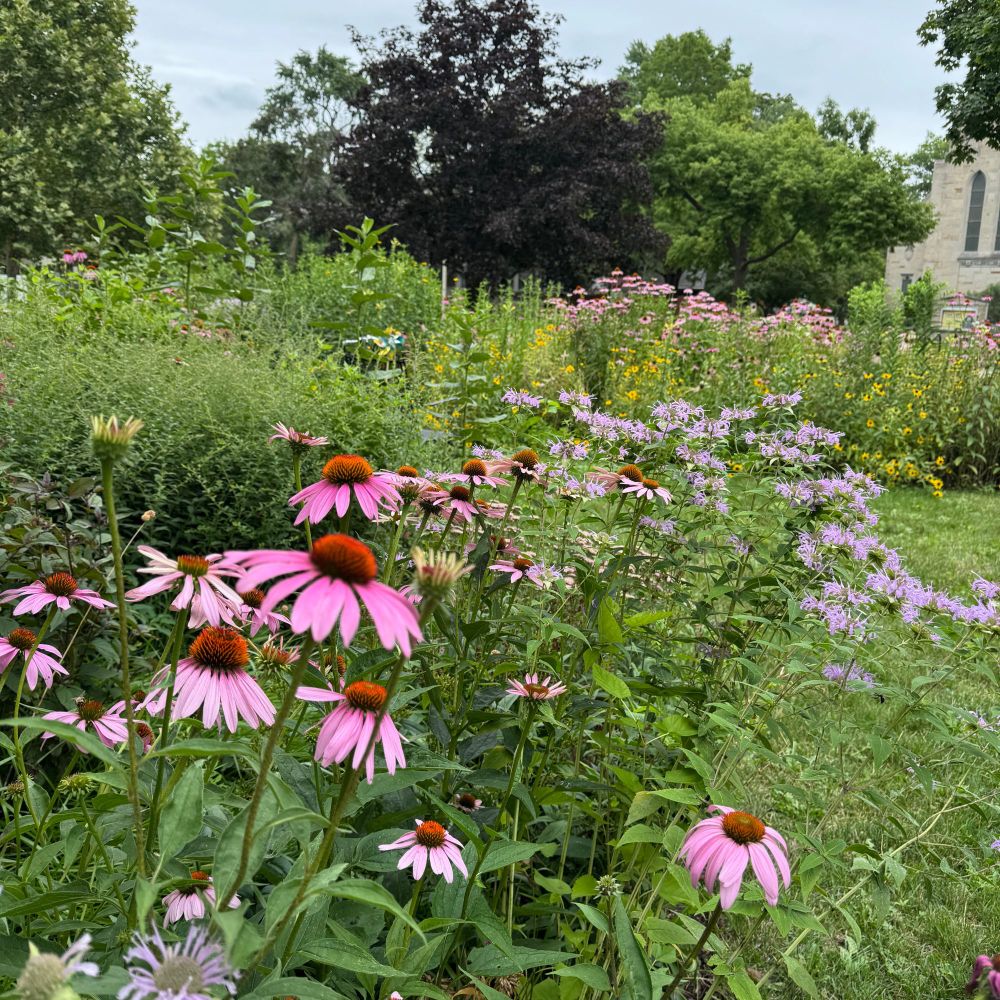 Photo of my garden. Purple coneflowers and lavender bergamot in foreground, more coneflowers and yellow brown eyed Susan’s in background. 