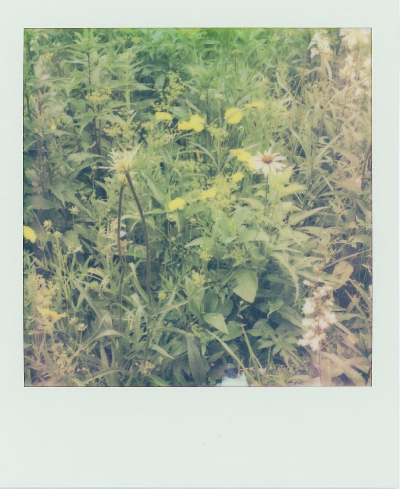 A close up Polaroid of my garden. Two purple coneflowers bloom in the foreground. A sprinkling of orange wallflowers and lots of green prairie grasses 