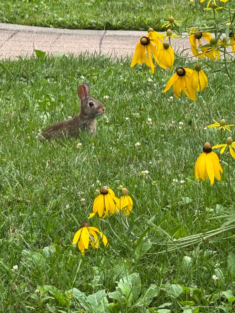 A very small baby cotton tail rabbit, ears perked, next to some droopy upright prairie coneflowers (yellow)