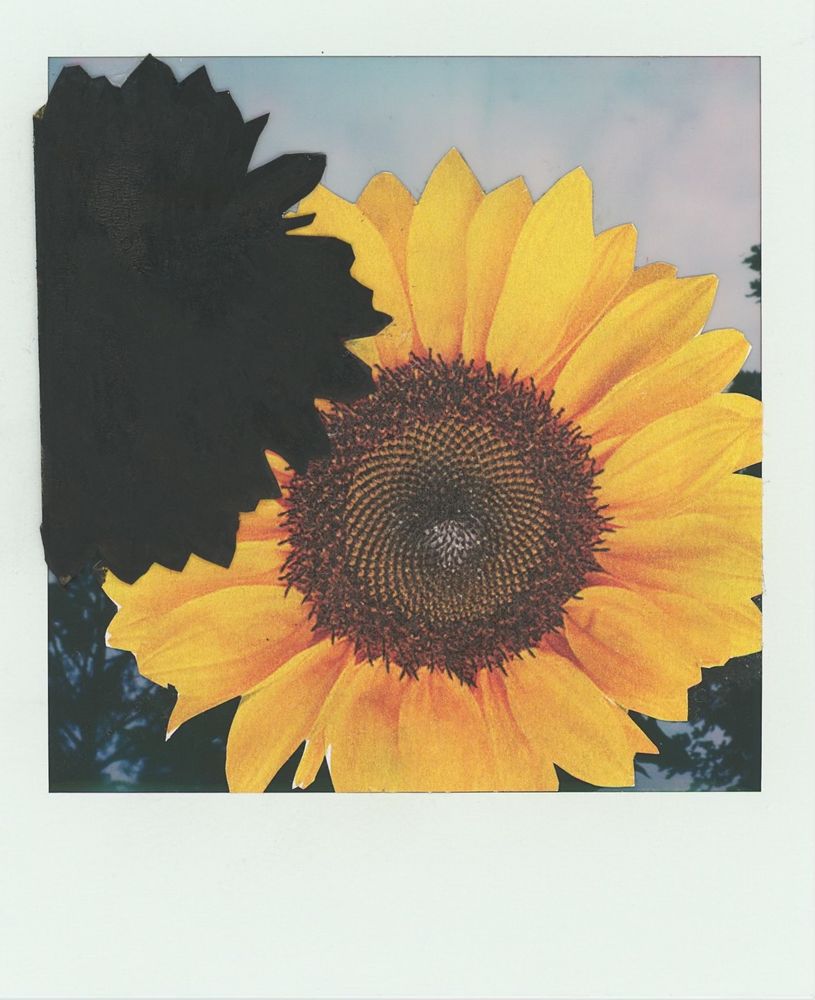 A collage on a failed Polaroid. A large yellow sunflower takes up most of the frame. In the top left corner is the black silhouette of a sunflower, partially covering the yellow one. You can see sky and trees in the areas not covered by the flowers