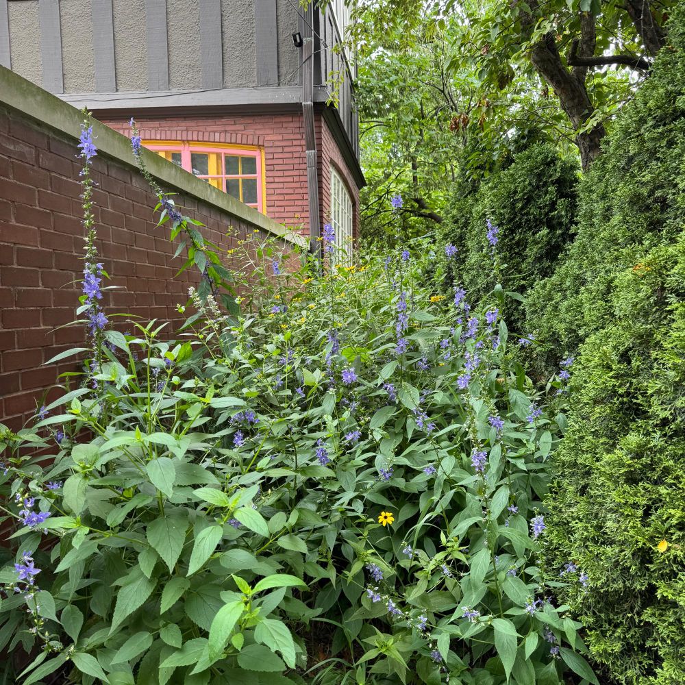 My side garden, squeezed between a brick wall and a hedge. Very tall purple bell flowers tangled with something yellow from the rudbeckia family, not sure exactly what.