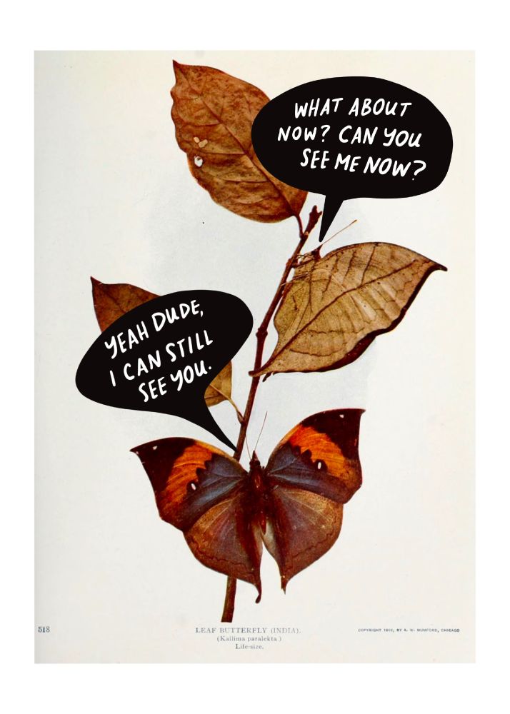 Early 20th century illustration of two leaf butterflies on a branch. One with wings folded (camouflaged), one with wings open. The wings closed butterfly has a speech bubble that reads “what about now? Can you see me now?” The other butterfly has a speech bubble that says “yeah dude, I can still see you.” 