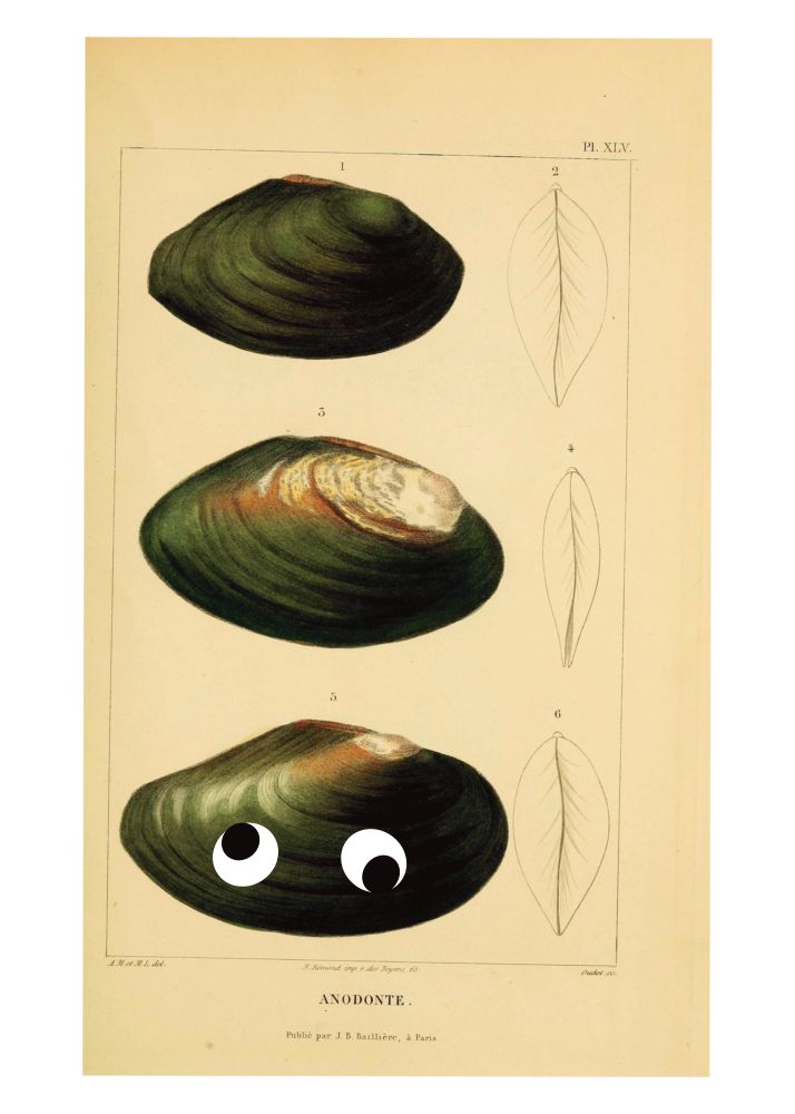A lot of 19th century illustration of three greenish mollusks. I added googly eyes to the bottom one.