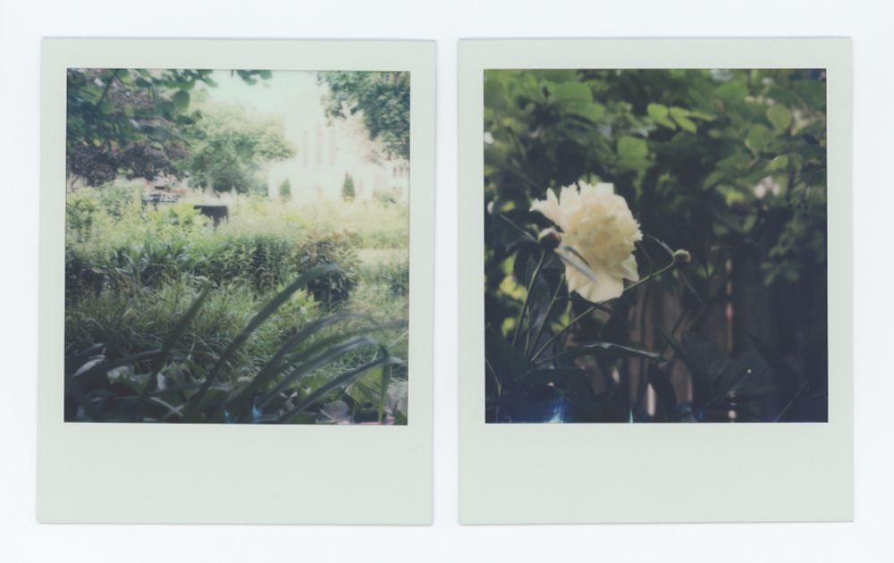Two Polaroids. Left is a wide shot of my garden, lots of layers of messy green and trees in the background. Right is a close up of a peony in bloom.