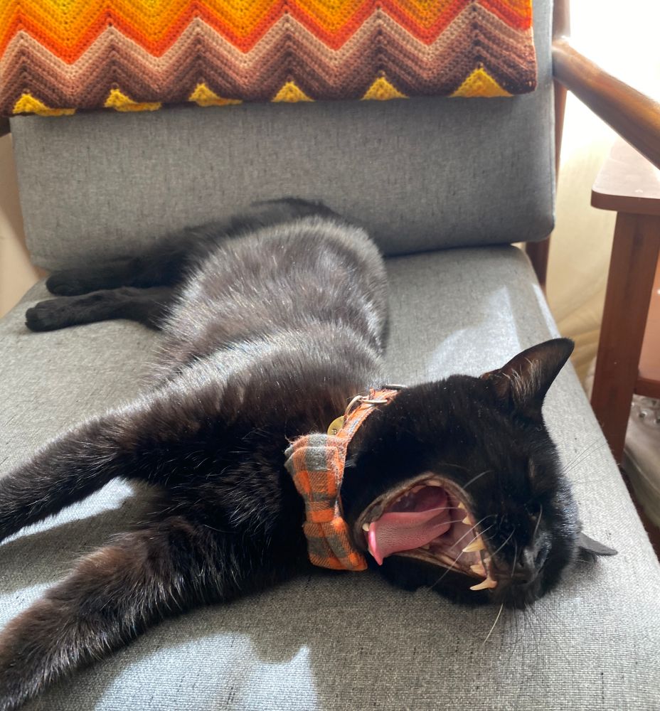 Black cat named Basil (aka Booboo Keys) yawning 