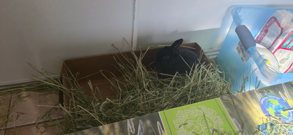 My pet rabbit mustache in a big hay box