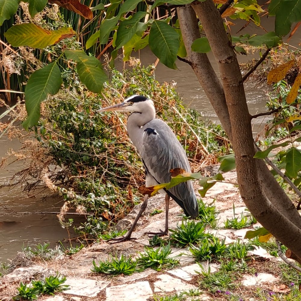 Garza real (Ardea cinerea) bajo la vegetación de ribera.