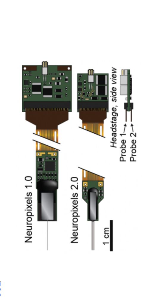 Pictures of Neuropixels probes