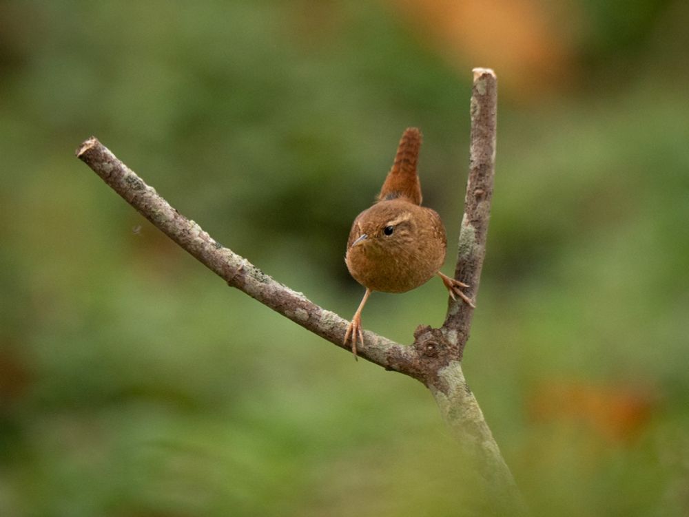 A wren straddling the prongs of a Y-shaped branch