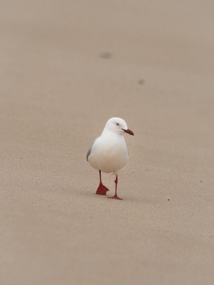 A silver gull walking along perfectly smooth sand