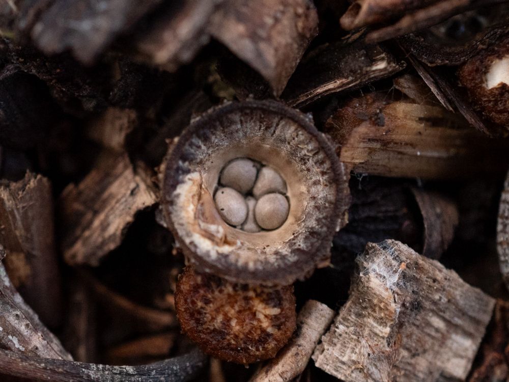 Fluted bird's nest fungus - like eggs in a tiny nest - amongst chips of wood