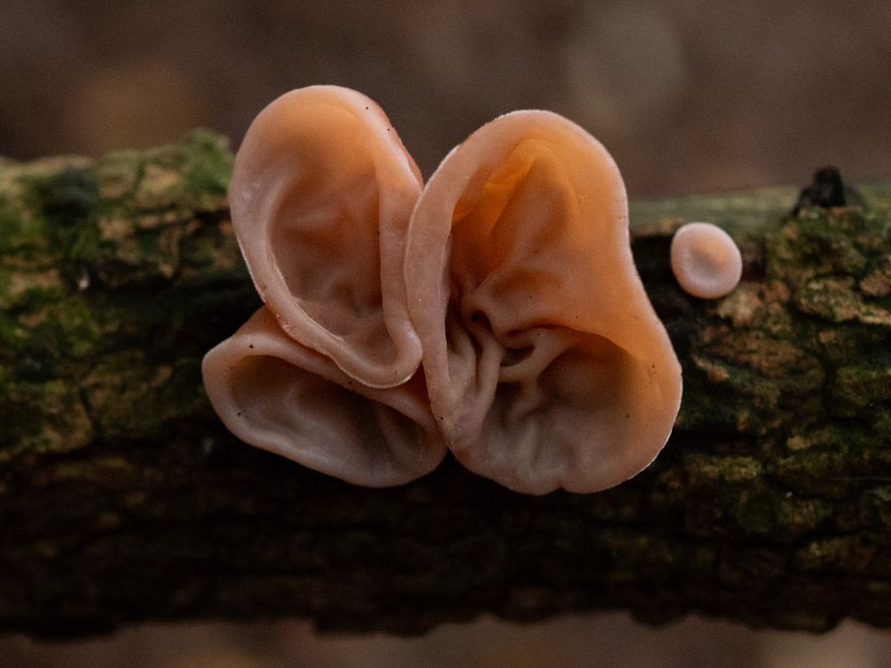 Three jelly ears clumped together on a dead branch, with a much smaller jelly ear beside them