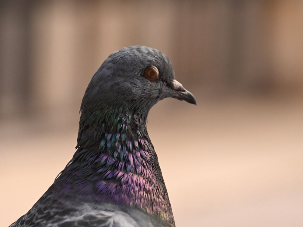 The head and neck of an unimpressed-looking pigeon. Its neck feathers have a beautiful purple sheen