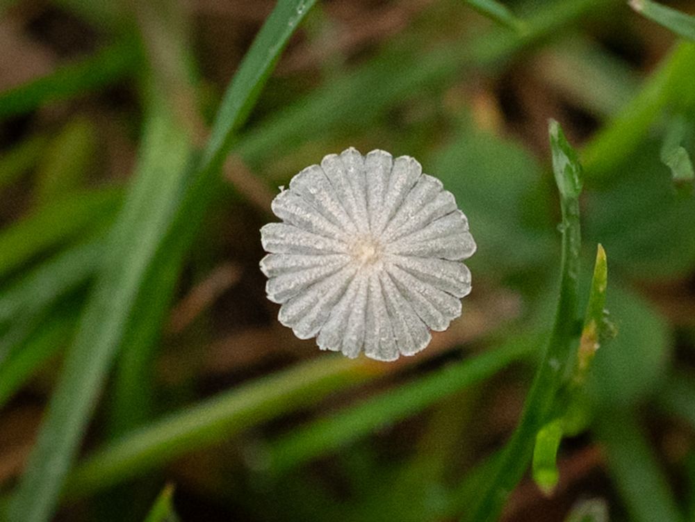 Looking down on a small, umbrella-shaped mushroom, surrounded by blades of grass