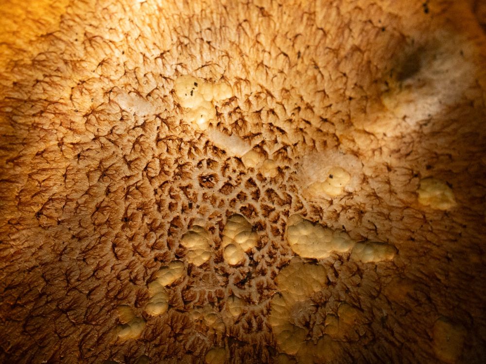 The cap of a spectacular rustgill, showing a trail of nibbles across its warm brown/ochre textured surface