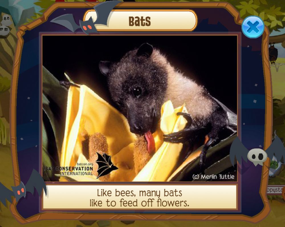 Animal Jam screenshot stating a bat fact: "Like bees, many bats like to feed off flowers."
