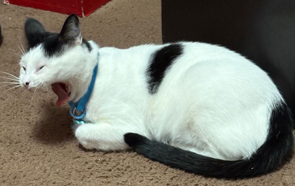 Jubilee, the white and black cat, is yawning widely. 