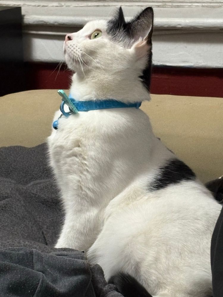 Jubilee 🐈, the white and black cat, sits upright and stares wide-eyed at the ceiling. 