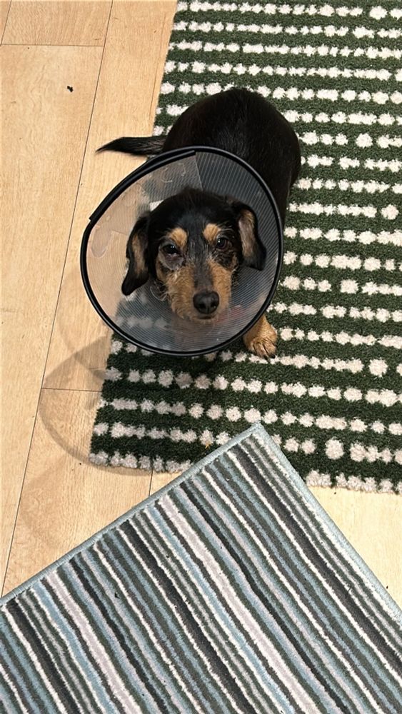 Black and Tan mini daschund with a cone on  