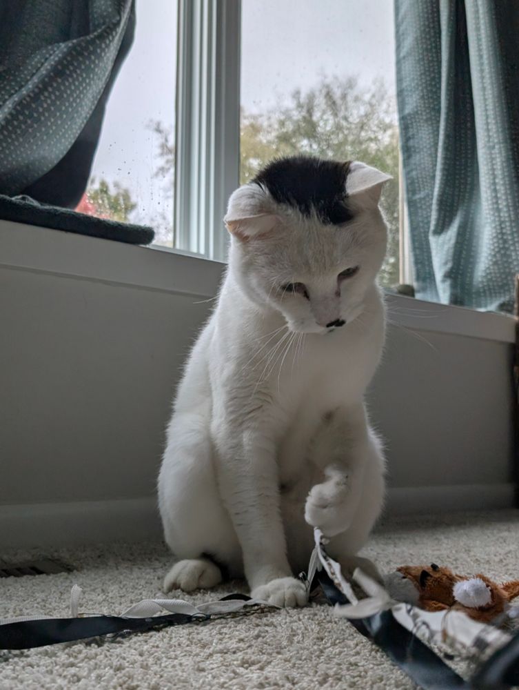 Photo of a cat (white with a big black spot on the top of his head & small black spots on his nose/lip, belly, & foot) daintily playing with some ribbons on the floor & looking like a big, sweet kitten and not at all like the sewer cat he was last month 🥹