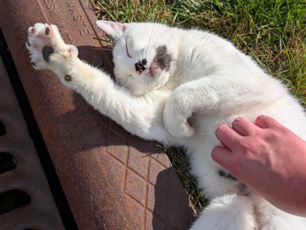 A white kitty laying on his back getting a belly rub and stretching out one paw. He has black spots on his nose, chin, belly, and paws. 