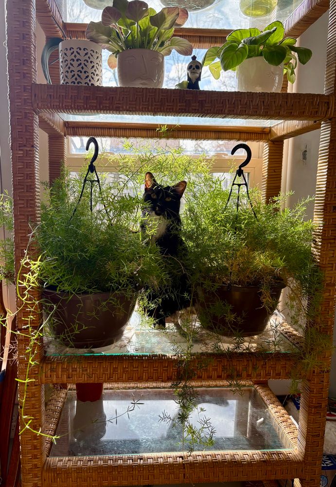 Tuxedo kitty sitting between two asparagus ferns back lit by the sun