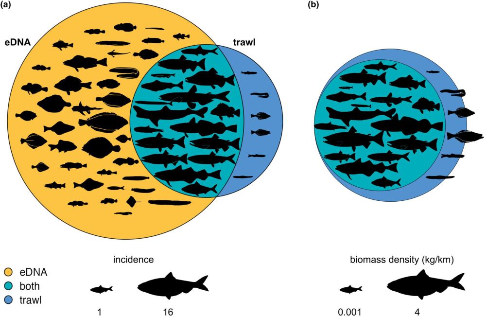 Detection differences between eDNA and mid‐water trawls are driven by fish biomass and habitat preferences