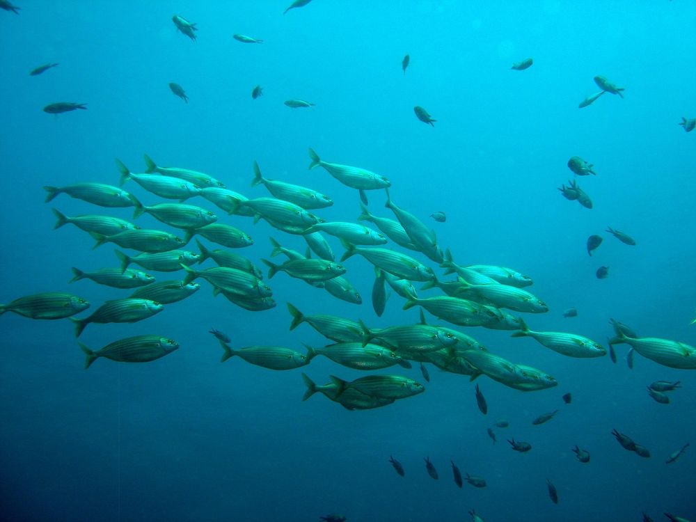 “We identified 347 stocks across 67 species, that straddle the areas between regional EEZs and the high seas and their potential shift in distribution due to climate change, and the results were significant,” said @julianop_a @coru_ubc 
https://oceans.ubc.ca/2025/07/30/straddlingfishstocks/