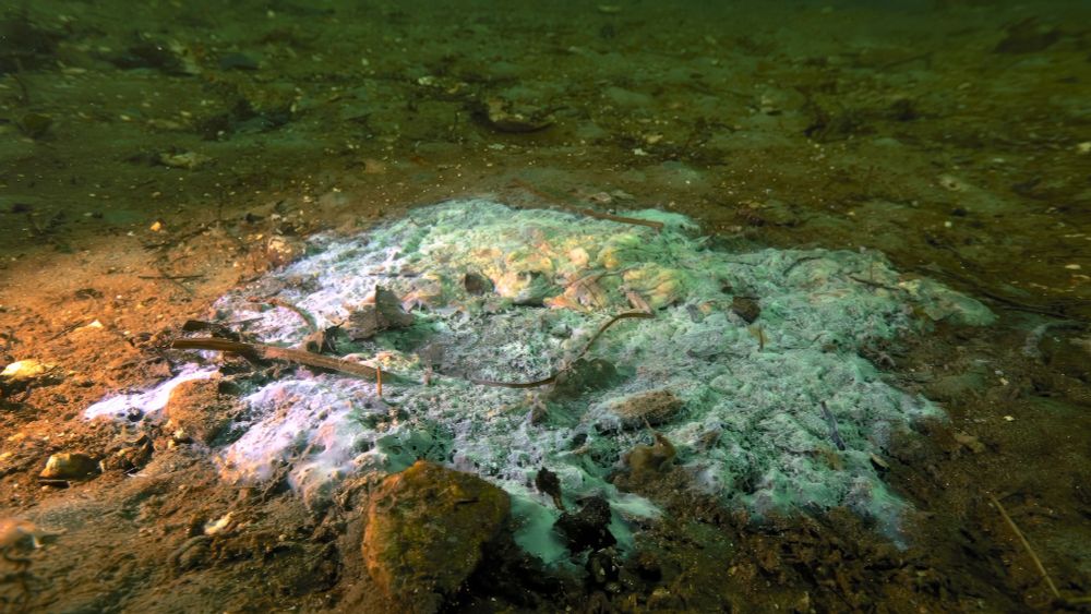 The #seastar wasting disease begins with lesions and ultimately kills sea stars - by the billions - by “melting” their tissues, reducing them to goo. https://oceans.ubc.ca/2025/08/04/disease-detectives-discover-sswd-cause/ @rhizalyssa.bsky.social @hakai.org @science.ubc.ca 