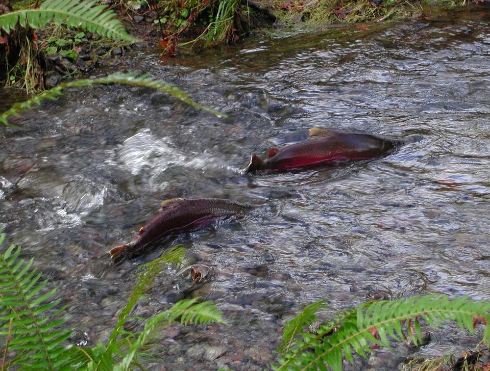 Photo: Solana Pasqual. Bridging the gaps to save British Columbia’s #salmon. Dr. Sara Cannon @surlyscientist.bsky.social says “#Indigenous stewardship needs to be recognized and supported, giving First Nations and local communities clear decision making authority.” 
 https://oceans.ubc.ca/2025/09/29/bridging-the-gaps-to-save-british-columbias-salmon/
