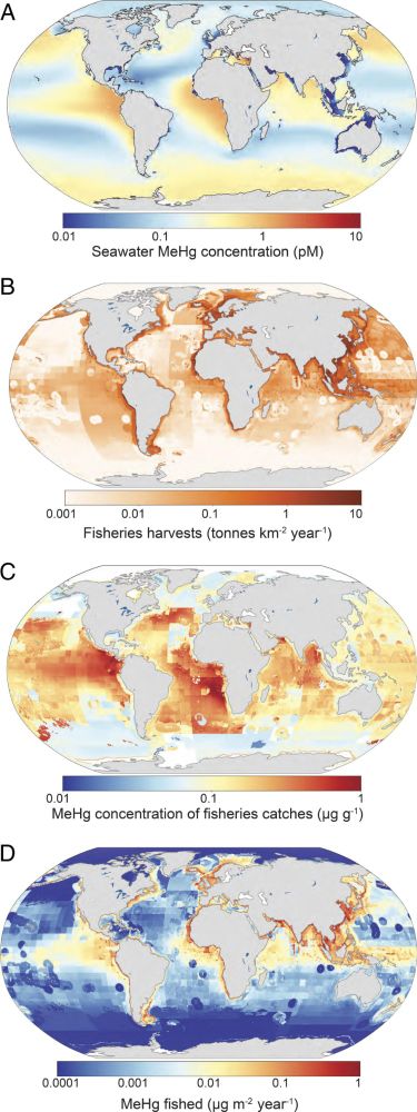 Global fishing patterns amplify human exposures to methylmercury | PNAS