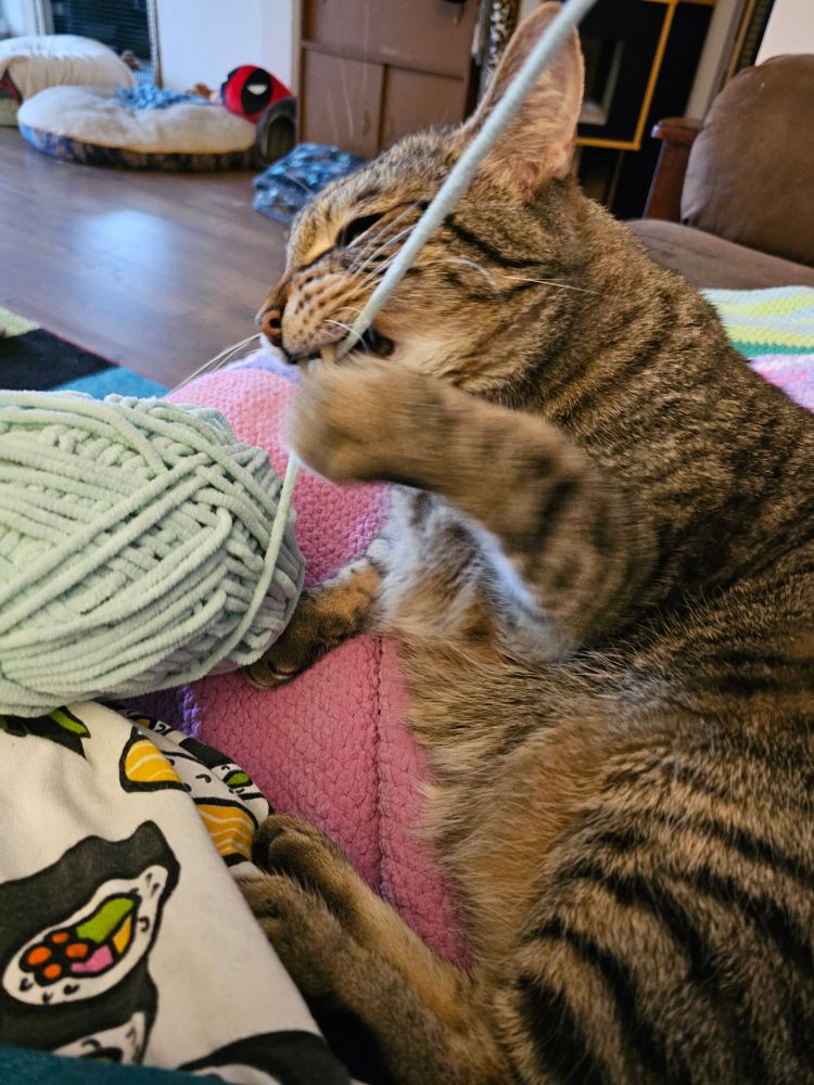 Chonky grey tabby cat grabbing and biting yarn