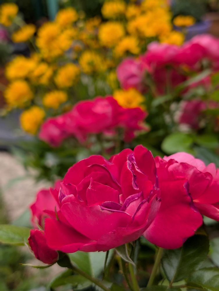 Das Foto zeigt rote aufgeblühte Rosen. Im Hintergrund sind verschwommen gelbe Blumen zu erkennen