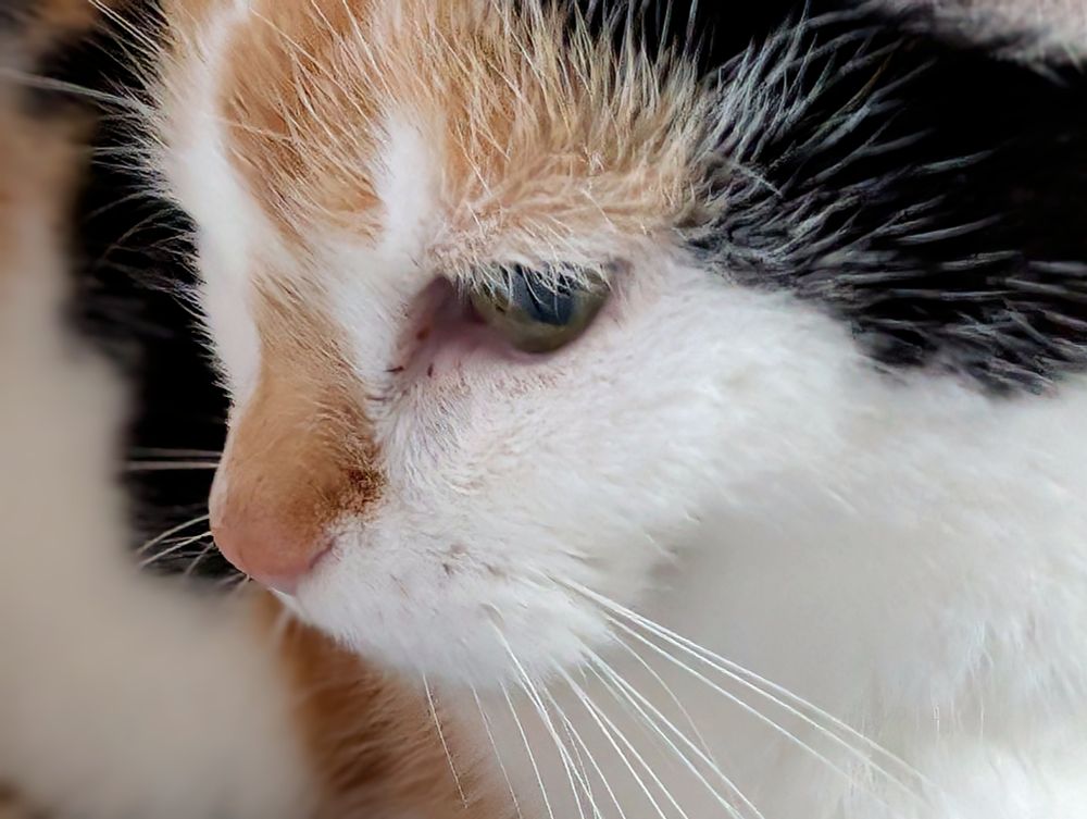 Das Foto zeigt die Nahaufnahme einer dreifarbigen Katze