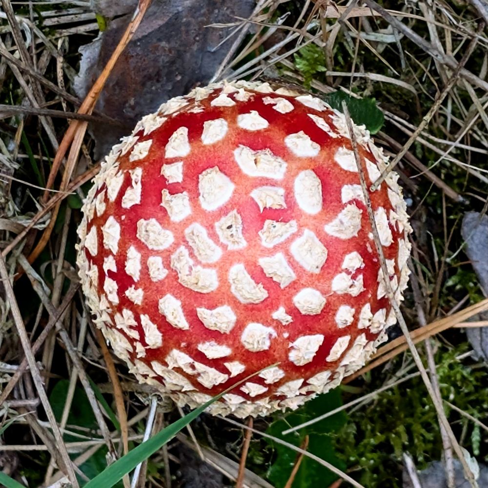 A little fly agaric