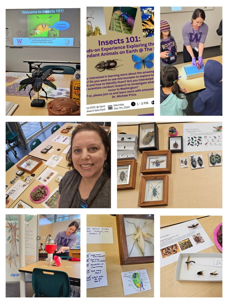 Collage of 8 photos showing insects pinned in display cases, typed information about different insects like beetles and butterflies, insects traps used at this park for scientific study