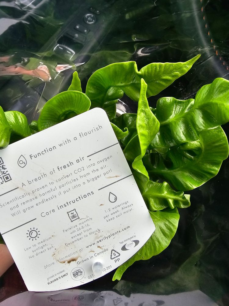 Image of the top of a Japanese asplendium nidus fern  featuring numerous 6 inch long, shiny wrinkled green leaves. The tag for the plant reads: Function with a flourish. A breath of fresh air. Scientifically proven to convert C02 into oxygen and remove harmful particles from the air. Will grow endlessly if put into a bigger pot!