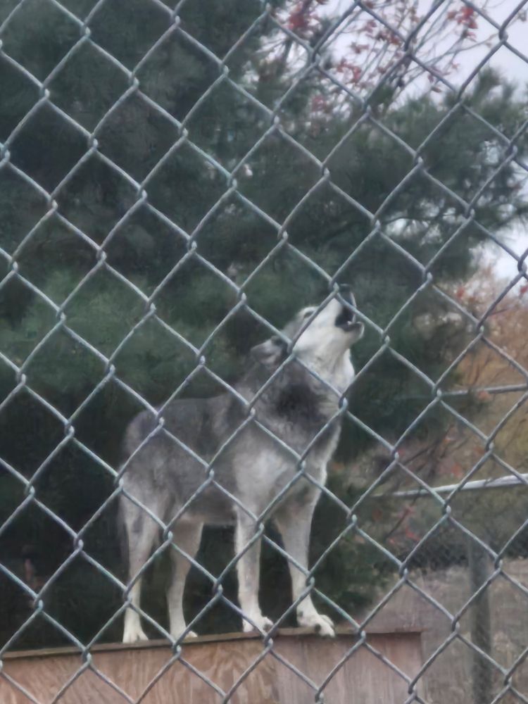 Niko, a male wolf, howls at Wolf Park in Battle Ground, Indiana on November 1, 2025.
