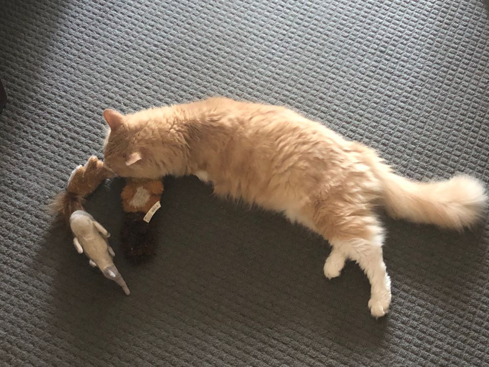 Orange cat with 3 toys including a small shark.