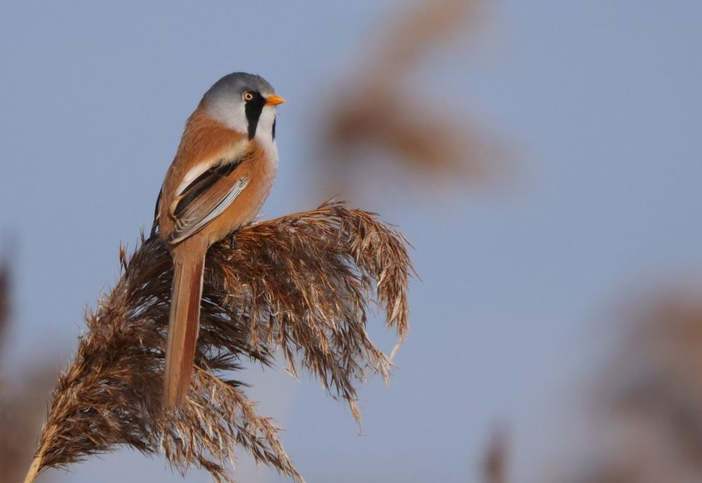 A male Bearded Tit (Panurus biarmicus) perches atop a reed stem at RSPB Lakenheath Fen in Suffolk