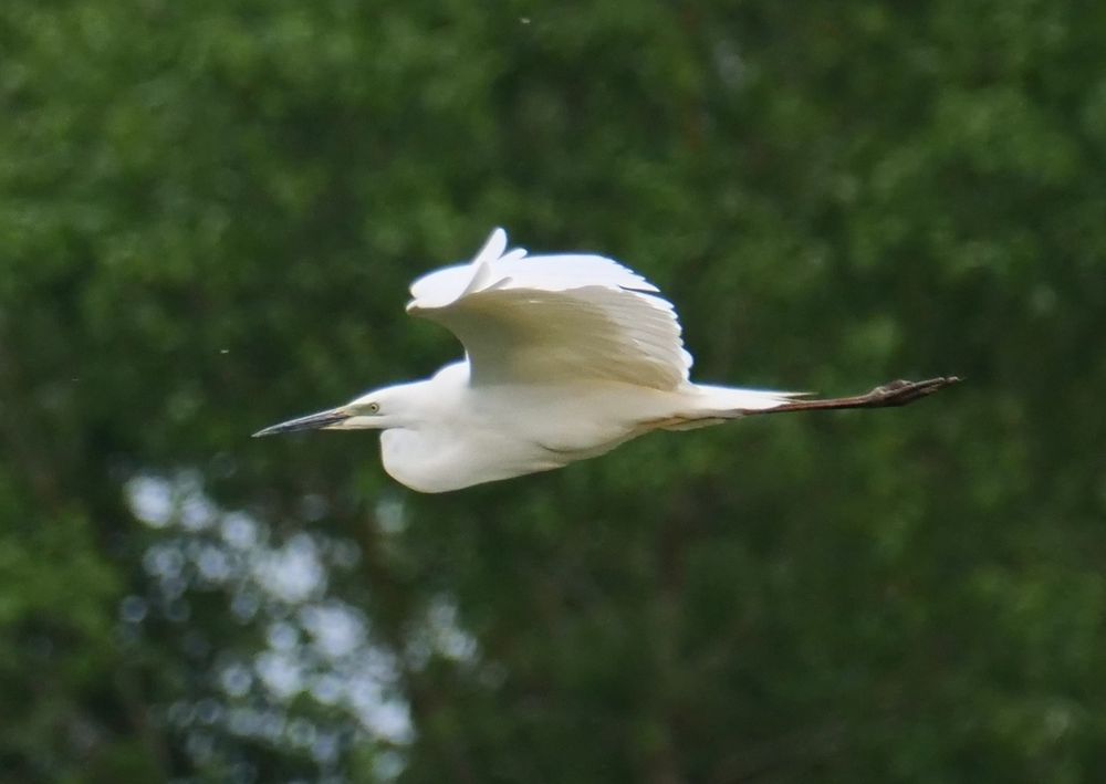 A Great Egret flies left against a backdrop of trees. It is in breeding plumage with all white feathering, dark bill, green lores and trailing reddish legs. 