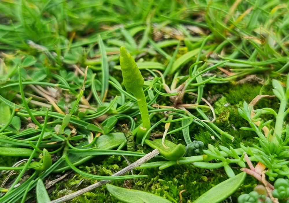 A single spike from a least adders tongue. It was barely 2cm tall. 
