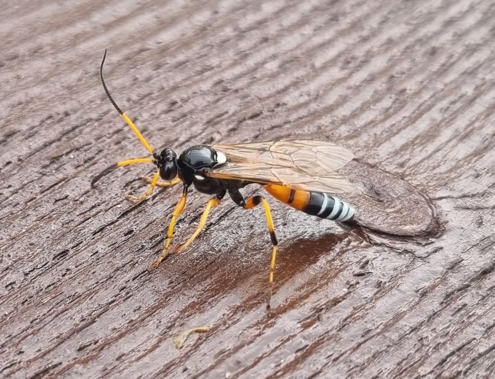 A parasitic wasp with white-banded black and orange abdomen, plus yellow and black legs and antennae. 