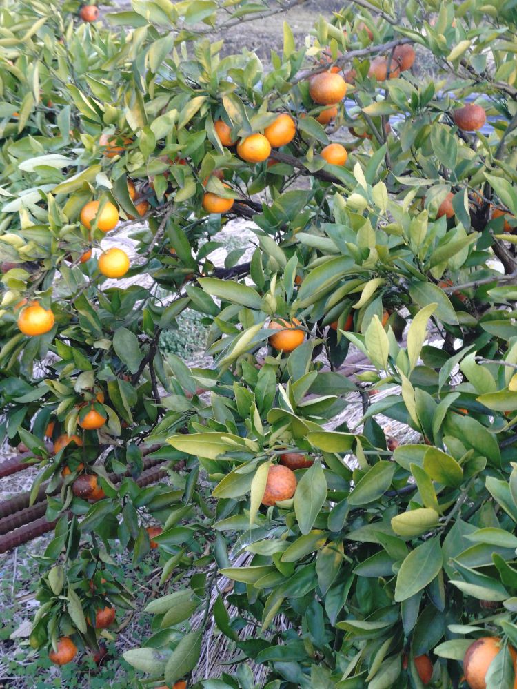 みかんの実が木になっている写真。
