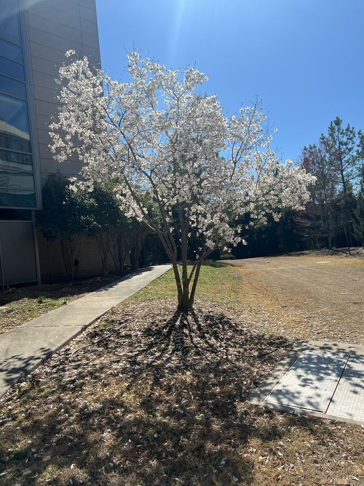 Dogwood tree flowers (I think?)