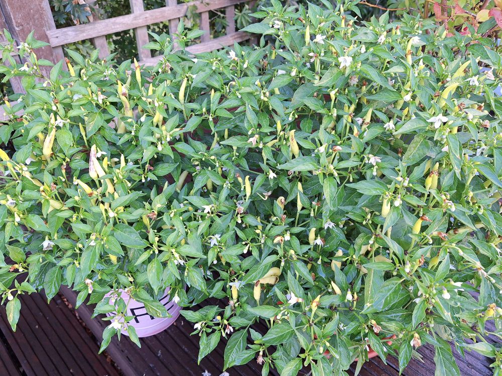 Two potted chilli plants covered in juvenile chilli's
