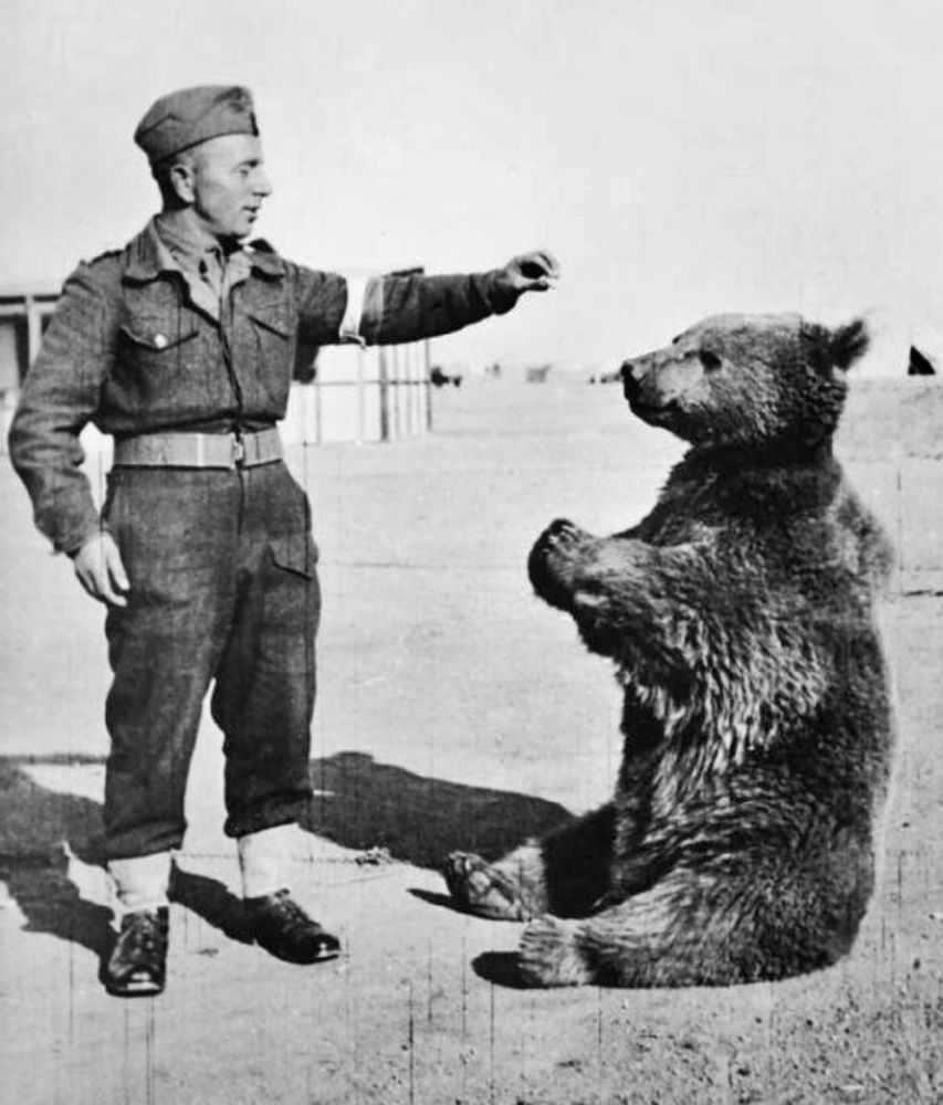 Wojtek (bear) - Wikipedia