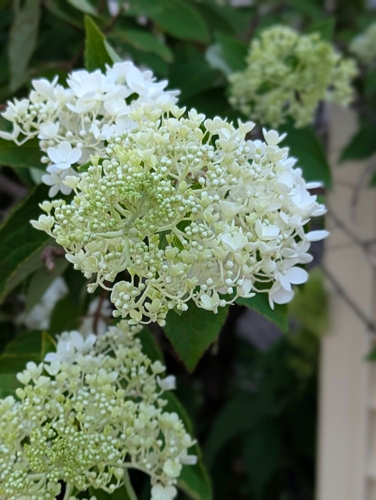A white hydrangea begins to flower.