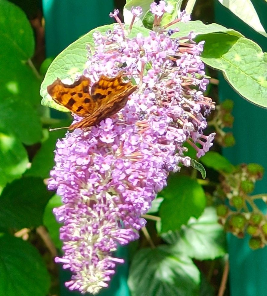 Butterfly with orange and brown wings on plant 